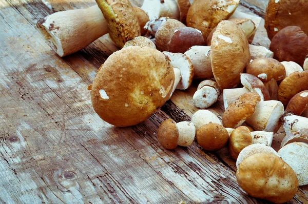 Abóboras de cogumelos — Fotografia de Stock