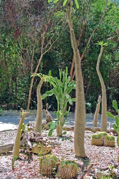 Кактусы в дикой природе — стоковое фото