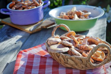 Lactarius deliciosus yemek pişirmek için