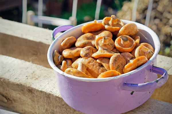 Lactarius açık havada bir bankta