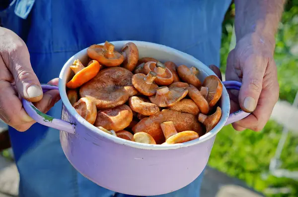 Pannikin mantar Lactarius