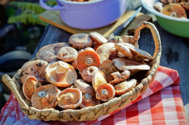 Lactarius deliciosus sepeti
