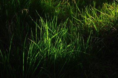 Çim ile güneş ışınlarının