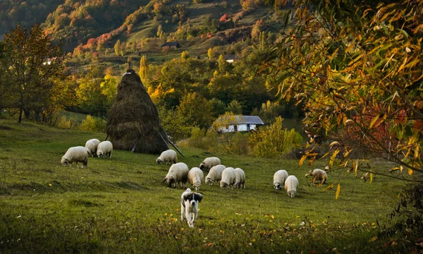 Koyun sürüsü Güz