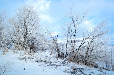 donmuş ağaç dalları