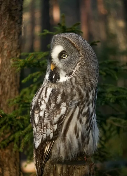 Great Grey Owl Strix Nebulosa Forest Stump Background Spruce — Stock Photo, Image