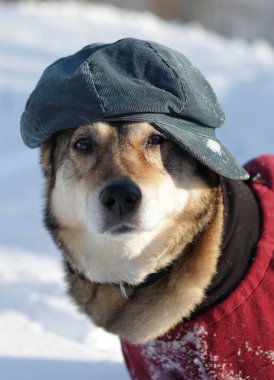Karlı bir ormanda mavi şapkalı sevimli bir köpek.