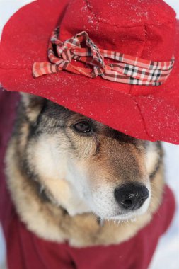 Karlı bir ormanda kırmızı Paddington şapkası takan sevimli köpek.