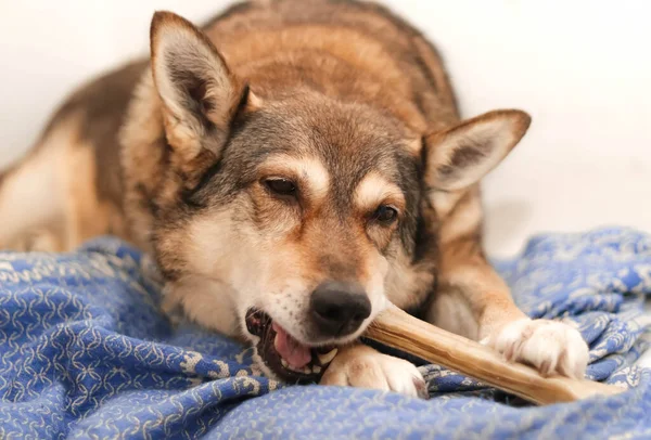 犬は治療を噛んだ 噛む骨 — ストック写真