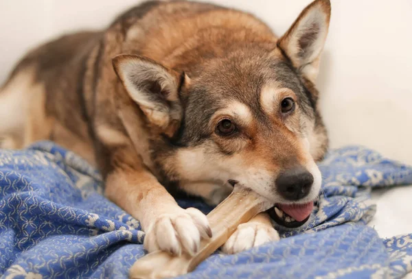 a dog  chews on a treat (chewing bone)