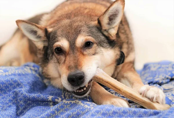 Perro Mastica Una Golosina Hueso Mascar —  Fotos de Stock