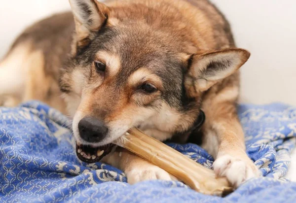 a dog  chews on a treat (chewing bone)