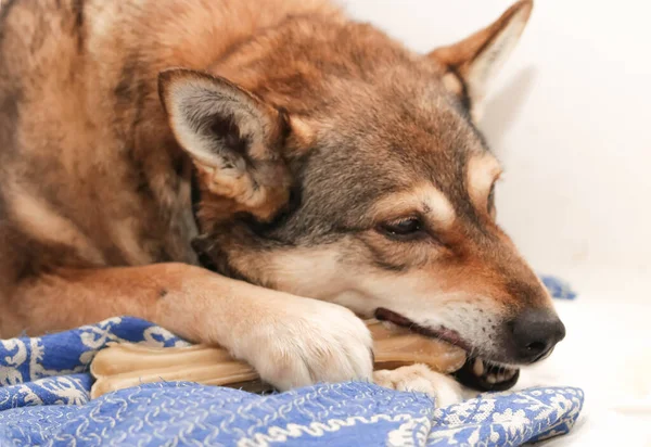 Bir köpek bir şeker çiğner (çiğneyen kemik))