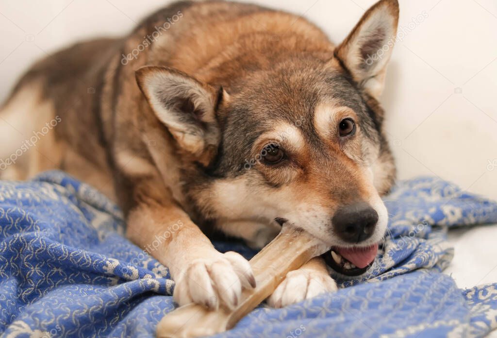 a dog  chews on a treat (chewing bone)