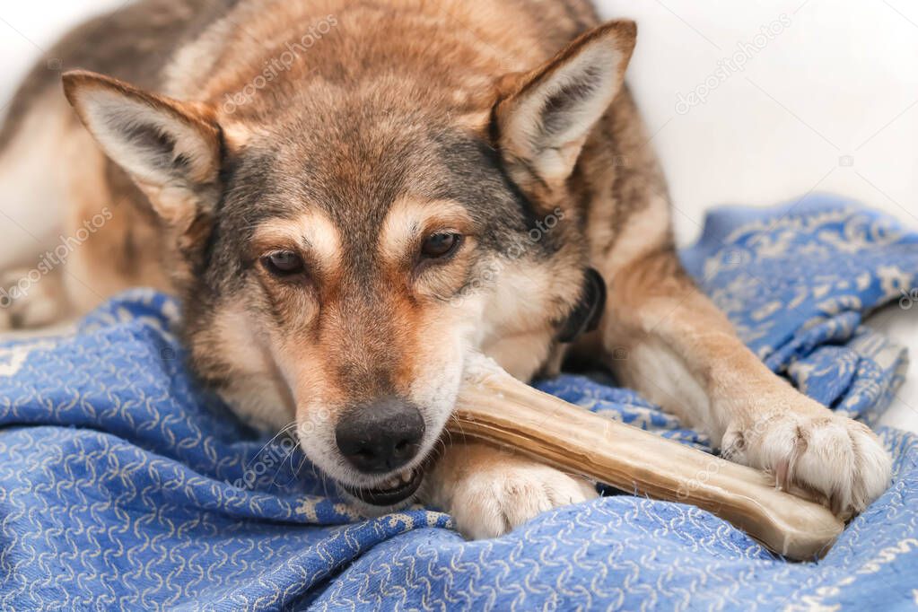a dog  chews on a treat (chewing bone)