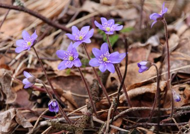 Hepatica vulgaris in the spring forest