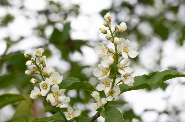 Gentle white flowers of the bird cherry  at springtime