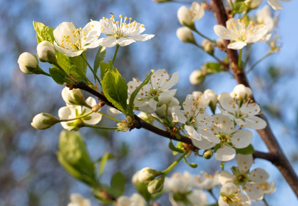 Plum blossoms  in the spring garden under the blue sky