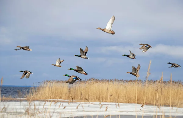 flying ducks on the reed seaside at springtime