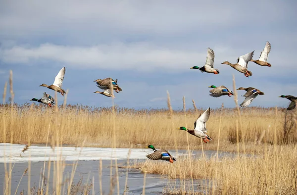 flying ducks on the reed seaside at springtime