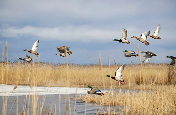 Flying Ducks Reed Seaside Springtime 图库图片