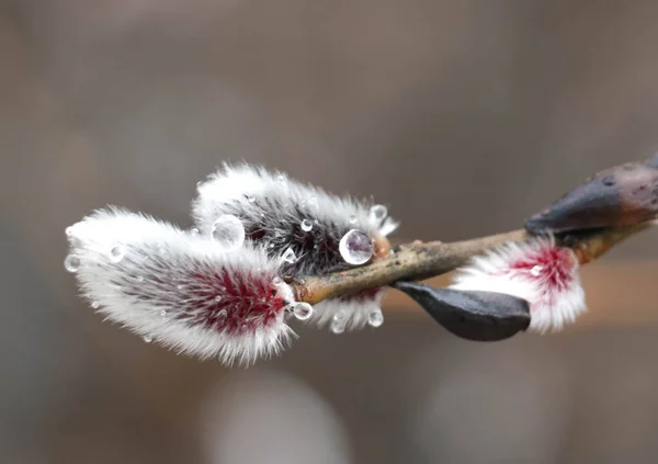 Pussy-willows in spring, a beauty of Easter time