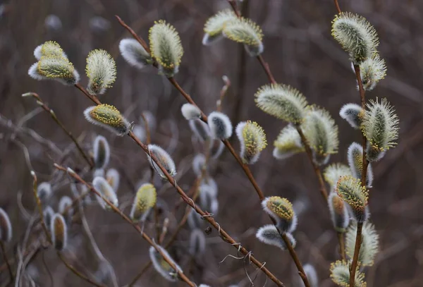 Pussy Willows Spring Beauty Easter Time — Foto Stock