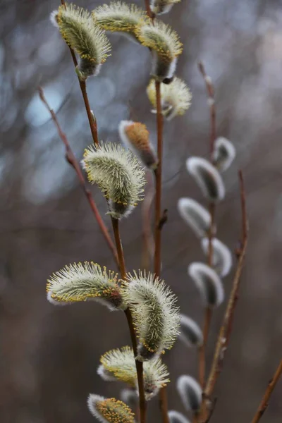 Pussy Willows Spring Beauty Easter Time — Foto Stock