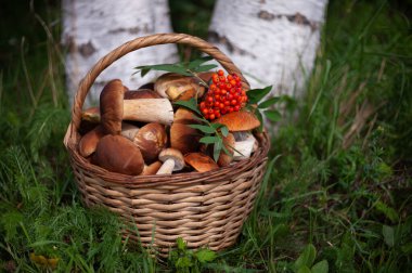Bir sepet dolusu mantar ve rowen üzümü.