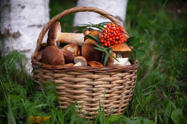 Bir sepet dolusu mantar ve rowen üzümü.