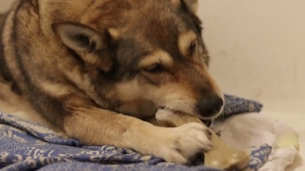 Cão Caçador Está Mastigando Deleite Mastigar Osso — Vídeo de Stock