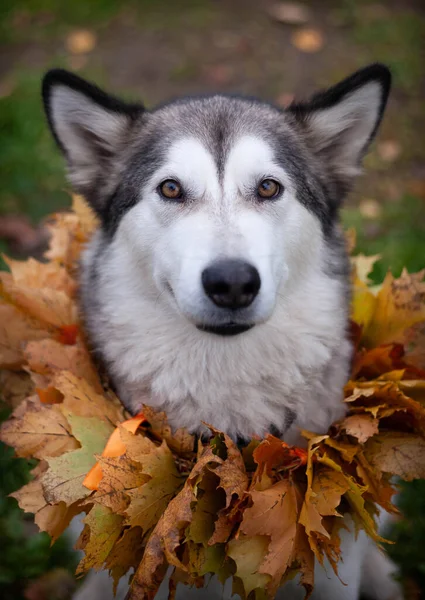Krásný Malamut Náhrdelníkem Javorových Listů Podzimní Oslava — Stock fotografie