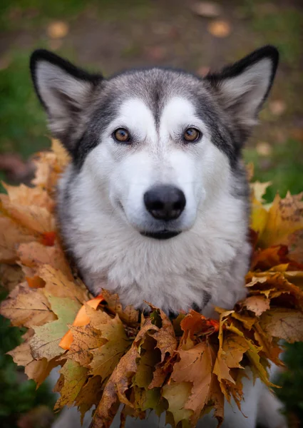 Akçaağaç yapraklarından bir kolye ile güzel bir malamute; bir sonbahar kutlaması