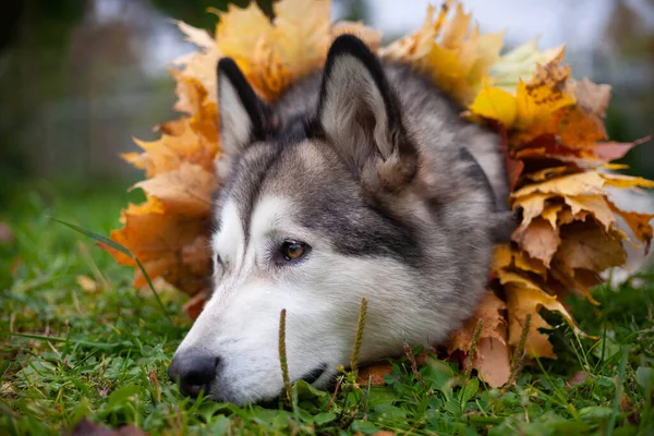 Hermoso Malamute Con Collar Hojas Arce Una Celebración Otoño —  Fotos de Stock