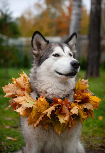 Akçaağaç yapraklarından bir kolye ile güzel bir malamute; bir sonbahar kutlaması