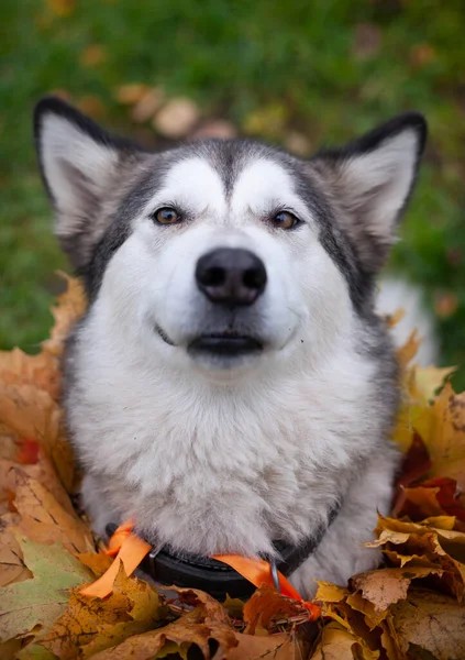 Akçaağaç yapraklarından bir kolye ile güzel bir malamute; bir sonbahar kutlaması
