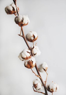 Beyaz arka planda pamuk dalı. Beyaz yumuşak çiçekler