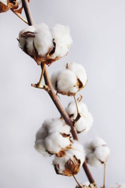 Hafif arka planda yumuşak pamuklu bir dal. Kurumuş bitki