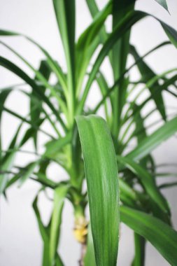 Beyaz arka planda güneş ışığı altında ince yeşil palmiye yaprakları grubu. Tropikal bitkilerin yaprakları.