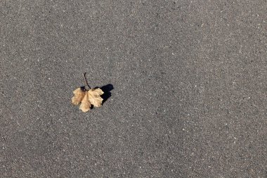 Gri asfaltta sonbahar yaprağı. Asgari arkaplan.