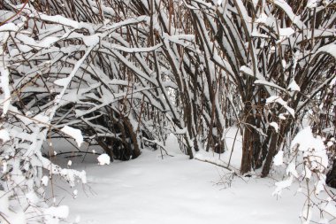 Karla kaplı çalıların arka planı. Kış doğal dokusu