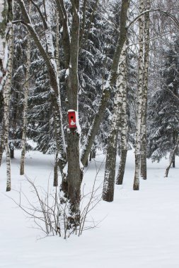 Kış ormanı geçmişi. Karda ağaçlar ve kırmızı bir kuş evi..