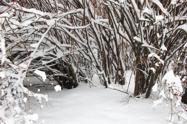 Karla kaplı çalıların arka planı. Kış doğal dokusu
