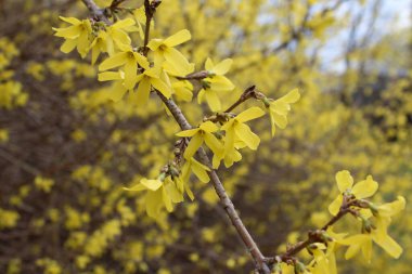 Sarı bir forsythia dalı. Baharın başında. Parlak bahçıvanlık bitkisi çiçek açıyor. Doğal arkaplan.