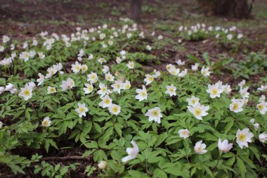 Çuha çiçekleri. Ormanda ilkbaharın başlarında. Çiçeklerin arasından beyaz Anemone. Fevkalade çiçek arkaplan