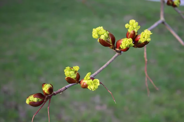Бульбашки Цвітуть Деревах Гілка Ранньою Зеленню Весняний Фон — стокове фото