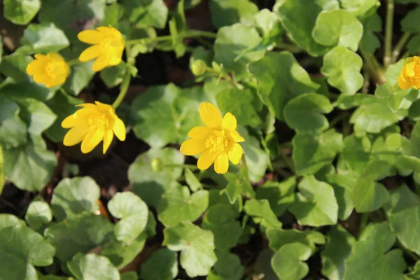 Gul Kärr Blommor Mot Bakgrund Ljusa Gröna Blad Naturlig Blommande — Stockfoto