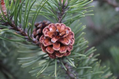 Ladin dalında kırmızı koni. Makro köknar arkaplanı
