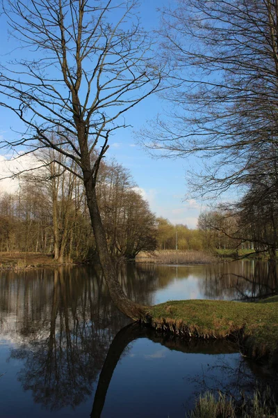Natürliche Wasserlandschaft Flussufer Mit Bäumen Waldsee Mit Reflexion Vegetation Hintergrund — Stockfoto