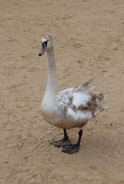 Weißer Schwan Mit Braunen Flecken Auf Dem Hintergrund Eines Sandstrandes — Stockfoto